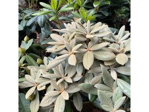 Rhododendron 'Bengt's Bear' - pěnišník