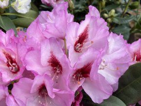 Rhododendron 'Danuta' - pěnišník
