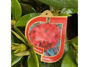 Rhododendron 'Dotella' - pěnišník