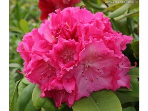 Rhododendron 'Germania' - pěnišník