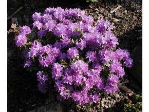Rhododendron 'Gristede' - rododendron/ zakrslý pěnišník