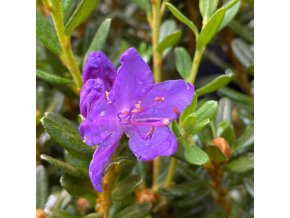 Rhododendron impeditum 'Purple Pillow' - rododendron/ pěnišník skalkový