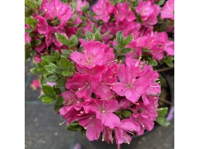 Rhododendron kiusianum 'Mai-ogi' - pěnišník kiušijský, azalka japonská