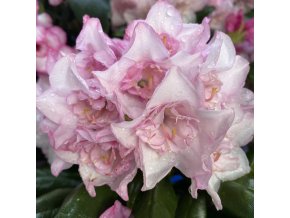 Rhododendron 'Kyllikki' - pěnišník