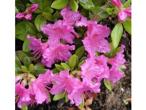 Rhododendron 'Ledikanense' - azalka skalková