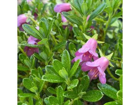 Rhododendron 'Myrtilloides' - pěnišník