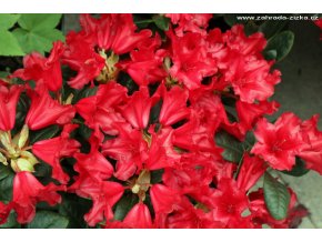 Rhododendron 'Scarlet Wonder' - pěnišník zakrslý