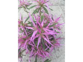 Rhododendron stenopetalum 'Linearifolium' - pěnišník, azalka dřevitá
