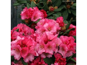 Rhododendron 'Wine and Roses' - pěnišník