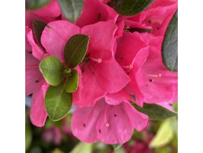 Rhododendron 'Winsome' - pěnišník skalkový