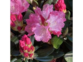Rhododendron 'Władysław Łokiet kmínek - pěnišník