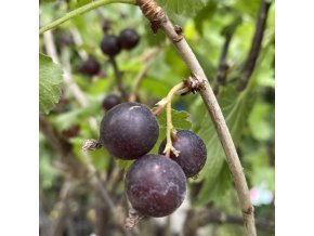 Ribes nidigrolaria kmínek - josta