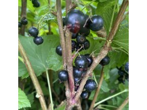Ribes nigrum Démon - rybíz černý
