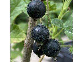 Ribes nigrum Démon kmínek - rybíz černý
