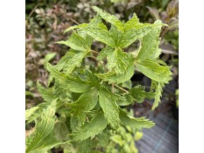 Ribes nigrum 'Laciniata' - rybíz černý