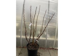 Ribes nigrum OMETA - rybíz černý