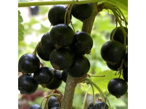 Ribes nigrum TITANIA - rybíz - černý