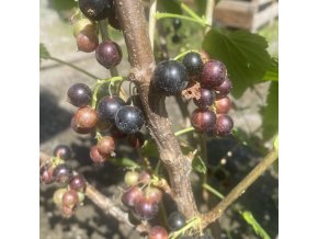 Ribes nigrum TRITON - rybíz černý
