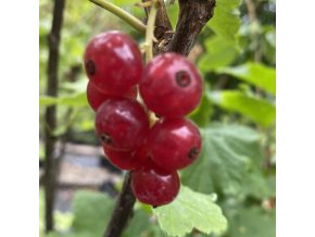 Ribes rubrum Detvan - rybíz červený
