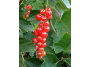 Ribes rubrum JONKHEER VAN TETS - rybíz červený