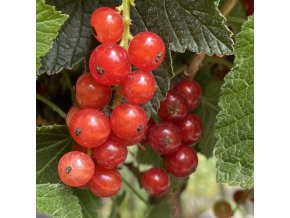 Ribes rubrum Rovada - rybíz červený