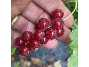 Ribes rubrum VITAN - rybíz červený