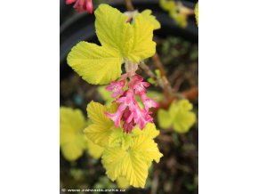 Ribes sanguineum 'Brianjou' - meruzalka krvavá