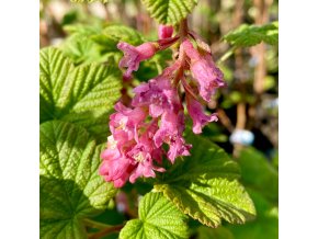Ribes sanguineum 'Pink Rain' - meruzalka krvavá
