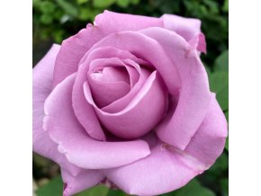 Rosa 'Blue Nile' - růže VELKOKVĚTÁ