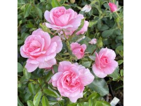 Rosa 'Bonica82' - růže