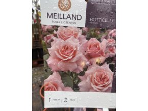 Rosa 'Botticelli' ® - Meisylpho kmínek - růže velkokvětá
