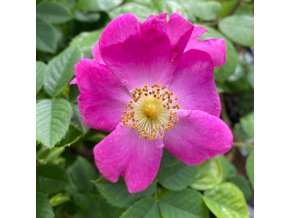 Rosa canina 'Kiese' - růže šípková