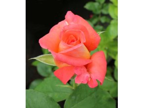 Rosa 'Die Welt' - růže VELKOKVĚTÁ