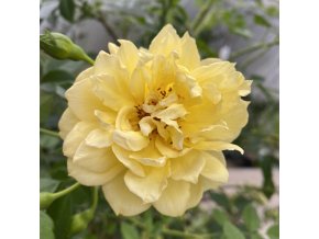 Rosa 'Elida' - růže pnoucí