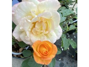 Rosa 'Golden Medal' - růže VELKOKVĚTÁ