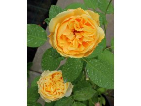 Rosa 'Graham Thomas' - růže anglická