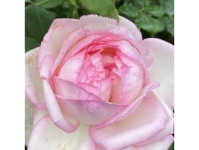 Rosa 'Honoré de Balzac' - růže VELKOKVĚTÁ