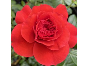 Rosa 'Cherry Girl' - růže mnohokvětá