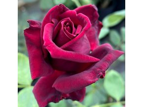 Rosa 'Josef Klimeš' - růže VELKOKVĚTÁ