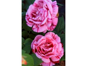 Rosa 'Karel Havlíček Borovský' - růže sadová