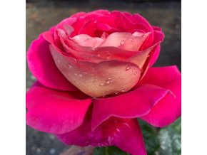 Rosa 'Kronenburg' - růže VELKOKVĚTÁ