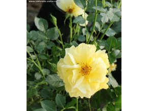 Rosa 'Limes Gold' - růže polyantka