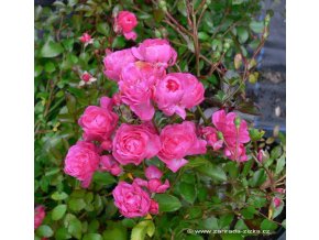 Rosa 'Lovely Fairy' - růže