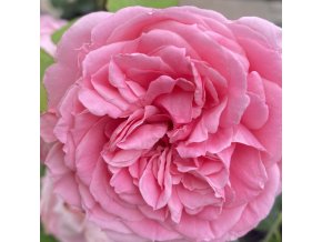 Rosa 'Madame de Segur' - růže PARKOVÁ
