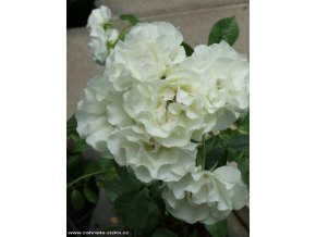 Rosa multiflora 'Máňa Böhmová' - růže mnohokvětá