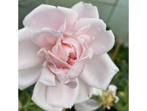 Rosa 'New Dawn' - růže PNOUCÍ