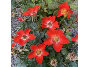 Rosa 'Orange Pinis' - růže půdopokryvná