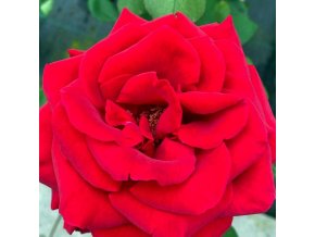 Rosa 'Pharaon' - růže VELKOKVĚTÁ