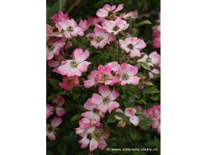 Rosa 'Pink Spray' - růže