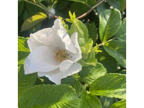 Rosa rugosa 'Alba' - růže svraskalá